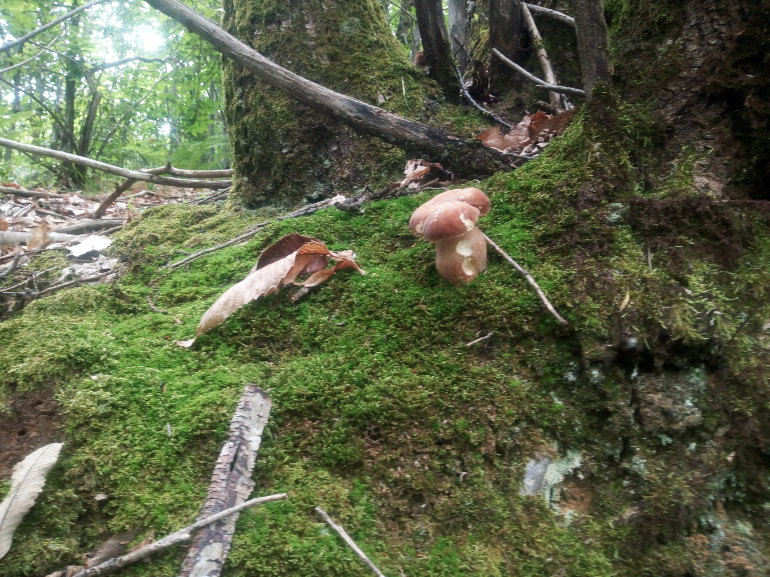Dove crescono i porcini: bosco, quota ed esposizione img 20180527 153256