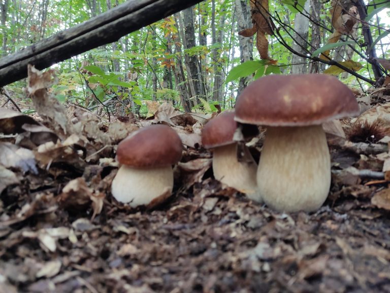 Quando nascono i porcini: il calendario mese per mese