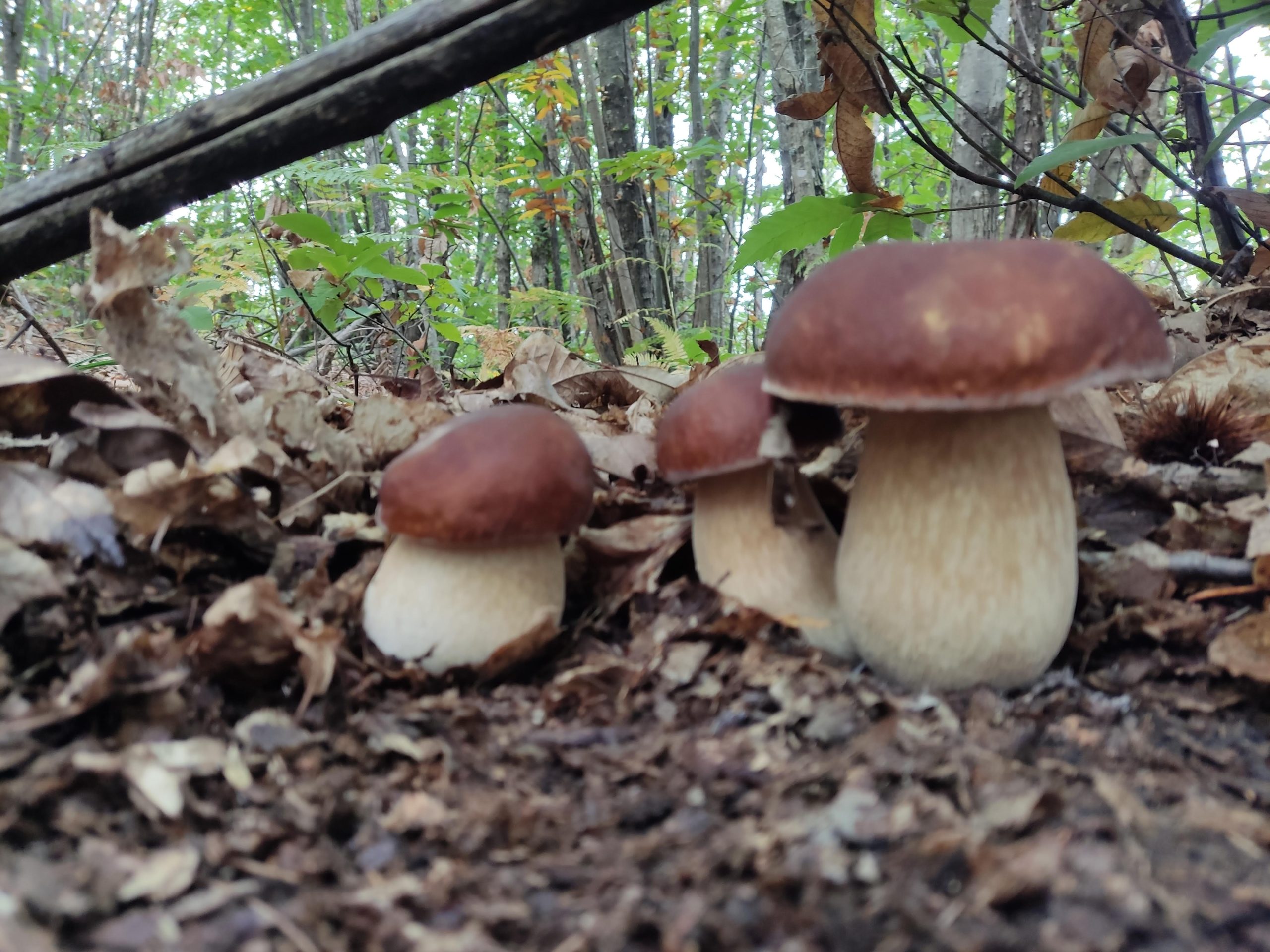 tre porcini