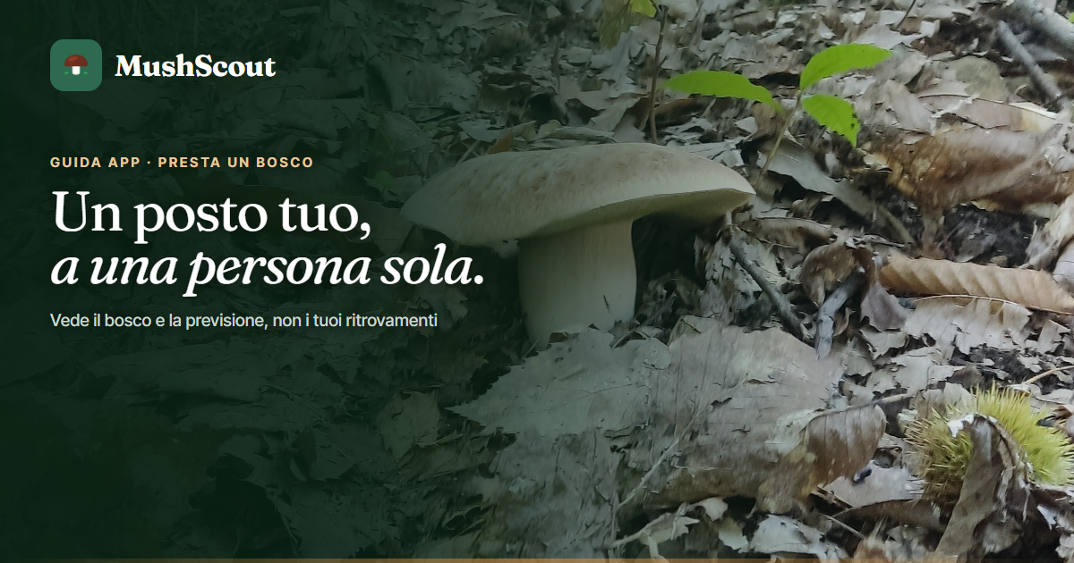 Prestare un tuo posto per funghi a un amico cover 32 prestare un bosco a un amico