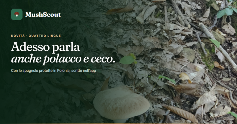 MushScout adesso parla anche polacco e ceco